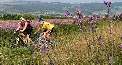 Zwei Mountainbiker auf einem Weg durch blühende Heide