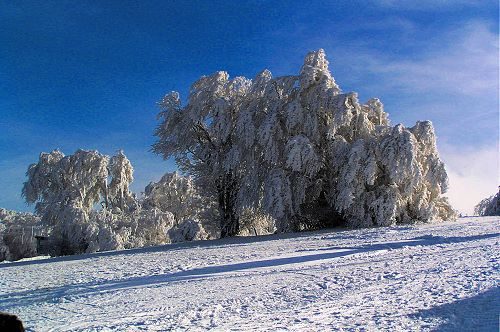 Verschneite Felsen und Bäume mit Raureif unter blauem Himmel